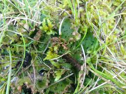 Attēlu rezultāti vaicājumam “Peltigera leucophlebia”