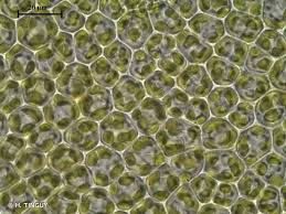 Attēlu rezultāti vaicājumam “Syntrichia latifolia macro”