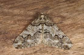 Attēlu rezultāti vaicājumam “Agriopis leucophaearia”