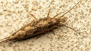 Attēlu rezultāti vaicājumam “Machilidae”