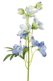 Image result for Rittersporn