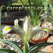 Attēlu rezultāti vaicājumam “Iris rosenbachiana”