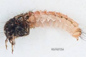 Attēlu rezultāti vaicājumam “Limnephilus larva”