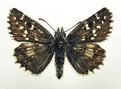 Attēlu rezultāti vaicājumam “Pyrgus alveus”