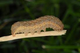 Attēlu rezultāti vaicājumam “Xestia baja”