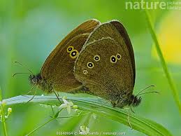 Attēlu rezultāti vaicājumam “Aphantopus hyperantus”