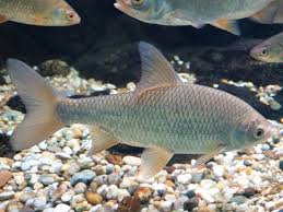 Attēlu rezultāti vaicājumam “Rutilus rutilus”