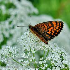 Attēlu rezultāti vaicājumam “Mellicta athalia”