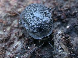 Attēlu rezultāti vaicājumam “Phosphuga atrata”