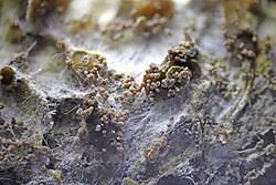 Attēlu rezultāti vaicājumam “Lichenoconium xanthoriae”