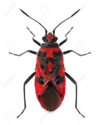 Attēlu rezultāti vaicājumam “Corizus hyoscyami”