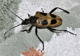 Attēlu rezultāti vaicājumam “Pachyta quadrimaculata”