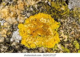 Attēlu rezultāti vaicājumam “Caloplaca saxicola”