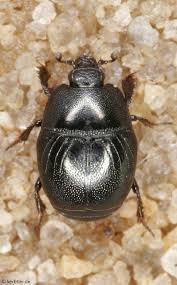 Attēlu rezultāti vaicājumam “Histeridae”