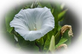 Attēlu rezultāti vaicājumam “Calystegia sepium”