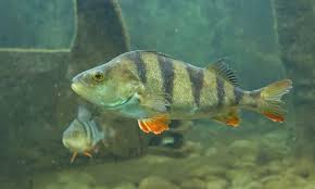 Attēlu rezultāti vaicājumam “Perca fluviatilis”