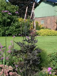 Image result for Silberkerze