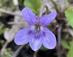 Attēlu rezultāti vaicājumam “Viola riviniana flower”