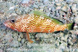 Image result for Epinephelus guttatus