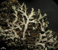 Attēlu rezultāti vaicājumam “Physcia tenella”