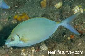 Image result for Siganus rivulatus