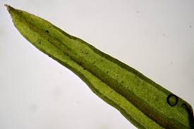 Attēlu rezultāti vaicājumam “Bryoerythrophyllum recurvirostrum”