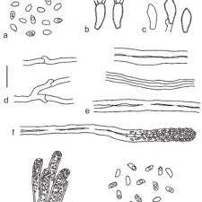 Attēlu rezultāti vaicājumam “Junghuhnia collabens”