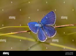 Attēlu rezultāti vaicājumam “Vacciniina optilete underside”