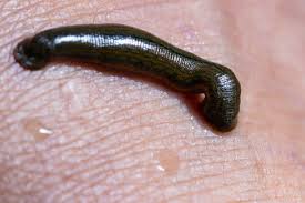 Attēlu rezultāti vaicājumam “Hirudinea”