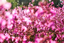 Attēlu rezultāti vaicājumam “Silene viscaria flower”
