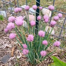 Image result for Allium schoenoprasum