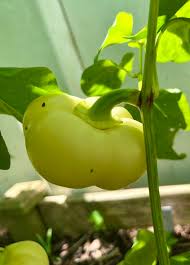 Afbeeldingsresultaat voor Szegedi 80 hot pepper