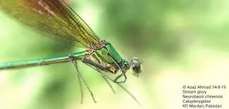 Attēlu rezultāti vaicājumam “Calopterygidae”