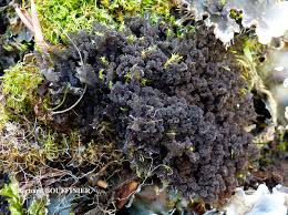 Attēlu rezultāti vaicājumam “Leptogium lichenoides”