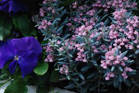 Attēlu rezultāti vaicājumam “Andromeda polifolia fruit”