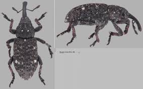 Attēlu rezultāti vaicājumam “Pissodes piniphilus”