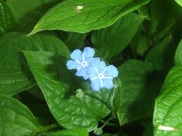 Attēlu rezultāti vaicājumam “Omphalodes verna leaf”