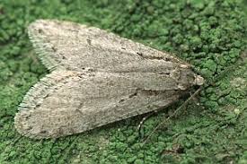 Attēlu rezultāti vaicājumam “Semioscopis avellanella”