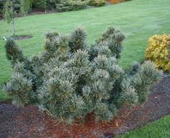 Attēlu rezultāti vaicājumam “Pinus pumila”