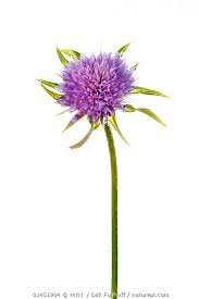 Image result for Knautia arvensis