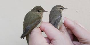 Attēlu rezultāti vaicājumam “Phylloscopus collybita”