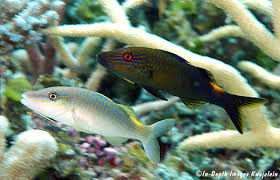 Image result for Parupeneus cyclostomus