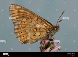 Attēlu rezultāti vaicājumam “Euphydrias aurinia upperside”