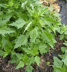 Attēlu rezultāti vaicājumam “Chenopodium rubrum”