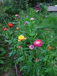 Image result for Strohblume