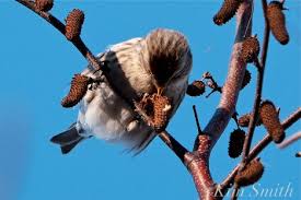Attēlu rezultāti vaicājumam “Carduelis flammea female”