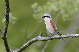 Attēlu rezultāti vaicājumam “Lanius collurio”