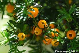 Attēlu rezultāti vaicājumam “Taxus baccata fruit”