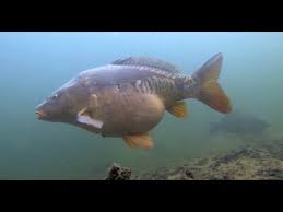Image result for Cyprinus megalophthalmus