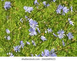 Image result for Zichorie